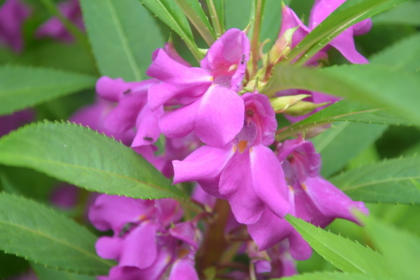 鳳仙花