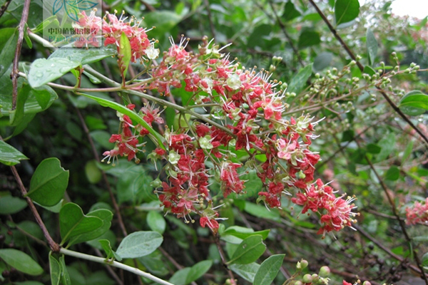 散沫花圖片